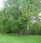 Дуб черешчатый.  дер. Слепнево (бывшая деревня)