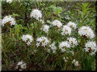 Багульник болотный ( Ledum palustre L.) (фото взято из открытых источников) Багульник болотный ( Ledum palustre L.) (фото взято из открытых источников)