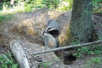 Барсук и его нора (фото из открытого источника)