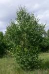 Береза пушистая (Betula pubescens) (фото из открытых источников)