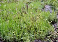 Дикранум многощетинковый (Dicranum polysetum L.) (фото взято из открытых источников) Дикранум многощетинковый (Dicranum polysetum L.) (фото взято из открытых источников)