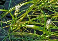 Ежеголовник узколистный (Sparganiumangustifolium Michx.) (фото из открытых источников)
