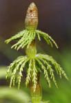 Хвощ лесной (Equlsetum silvaticum L.) (фото из открытых источников)