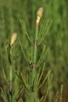 Хвощ речной (Equisetum fluviatile L.) (фото взято из открытых источников) Хвощ речной (Equisetum fluviatile L.) (фото взято из открытых источников)