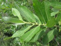 Ива пепельная ( Salix cinerea L.) (фото из открытых источников) Ива пепельная ( Salix cinerea L.) (фото из открытых источников)