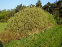 Ива пепельная (Salix cinerea L.) (фото мз открытых источников)