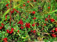 Клюква болотная