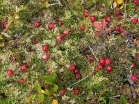 Клюква болотная (Oxycoccus quadripetalus L.) (фото из открытых источников)