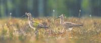 Кроншнет средний ( Numenius phaeopus L.). (Красная нига Тверской области)