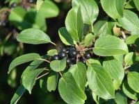 Крушина ( Rhamnus L.), (фото из открытых источников) Крушина ( Rhamnus L.), (фото из открытых источников)