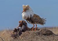 Кулик-турухан