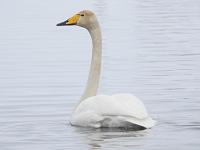 Лебедь-кликун (Cygnus cygnus L.) (фото из открытых источников)