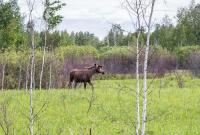 Лось на болоте. (Из открытых источников)