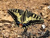 Махаон (Papilio machaon L.) (фото из открытых источников)