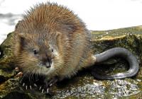 Ондатра (Ondatra zibethicus) (фото из открытых источников)