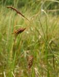 Осока топяная (Carex limosa L.) (фото взято из открытых источников)