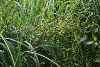 Осока вздутая (Carex rostrata) (фото из открытых источников)