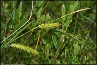 Осока вздутая (Carex rostrata Stokes) (фото из открытых источников)