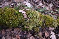 Плеврозиум Шребера (Pleurozium schreberi) (фото из открытых источников)