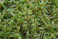 Плеврозиум Шребера