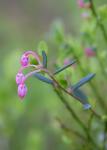 Подбел обыкновенный (Andromeda polifolia) (фото из открытых источников)