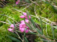 Подбел обыкновенный (Juncus conglomerates L. ) (фото из открытого источника)