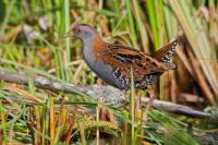 Погоныш малый ( Porzana parva  Scopoli) (фото из открытых источников)