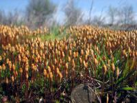Политрихум сжатый (Polytrichum strictum) (фото из открытых источников)