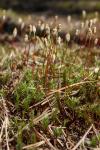 Политрихум сжатый (Polytrichum strictum Brid.) (фото из открытых источников)