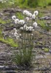 Пушица влагалищная (Eriophorum vaginatum L) (фото взято из открытых источников)