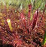 Росянка английская (Drosera anglica Huds.) (Красная книга Тверской области)