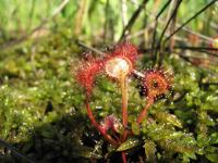 Росянка круглолистная