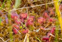 Росянка круглолистная (Drisera rotundifolia)  (фото из открытых источников)
