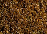  Сфагнум бурый (Sphagnum fuscum (Schimp.)Klinggr.) (фото из открытых источников) 