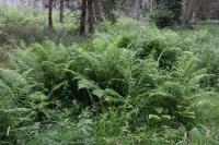 Щитовник мужской (Dryоpteris fílix-mas) (фото из открытых источников)