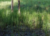Ситник скученный (Equisetum fluviatile L. ) (фото из открытого источника)