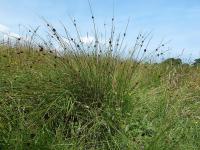 Ситник скученный (Juncus conglomerates) (из открытых источников) Ситник скученный (Juncus conglomerates) (из открытых источников)