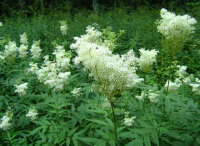 Таволга вязолистная (Filipеndula ulmаria) (фото из открытых источников)