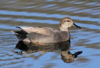 Утка серая (Anas strepera L.) (фото из открытых источников)