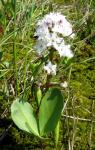 Вахта трехлистная (Menyanthes trifoliata) (из открытых источников)