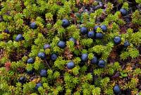 Водяника черная (шикша) 