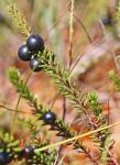 Водяника черная (шикша) (Empetrum nigrum L.). (фото Е.Д. Коробова)