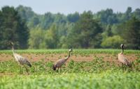 Журавль серый (Grus grus L.) (Красная нига Тверской области) Журавль серый (Grus grus L.) (Красная нига Тверской области)