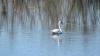  Лебедь, озеро Улин. Фото: Замковский Д.В.
