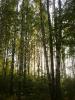 Зеленеет березовый лес. Фото: Додонова С.Н.